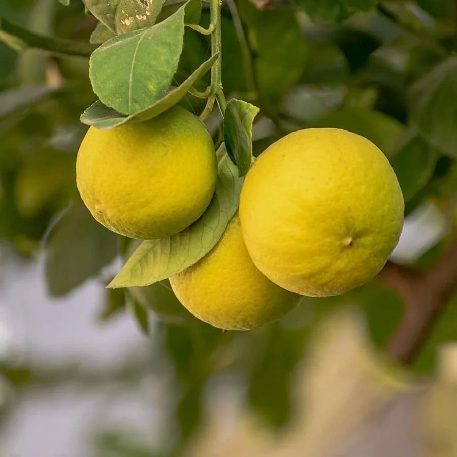 Lemon 2121 (લીંબુ)